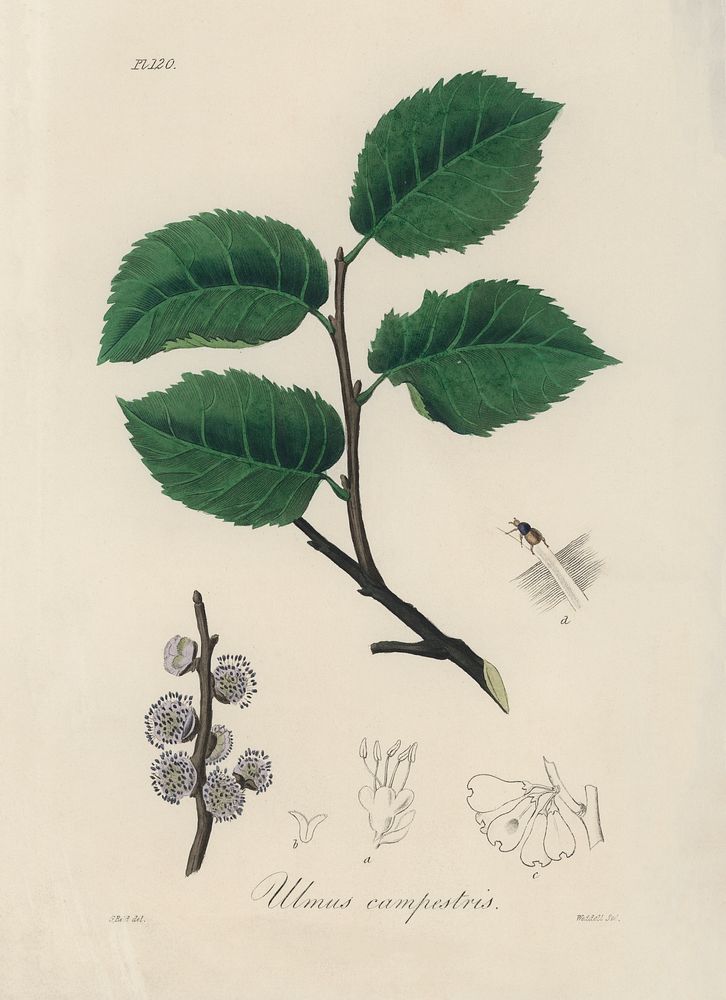 Ulmus campestris illustration. Digitally enhanced from our own book, Medical Botany (1836) by John Stephenson and James…
