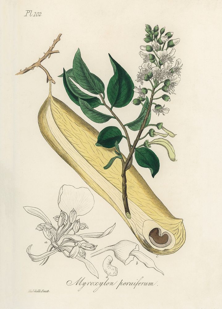 Myroxylon peruiferum illustration. Digitally enhanced from our own book, Medical Botany (1836) by John Stephenson and James…