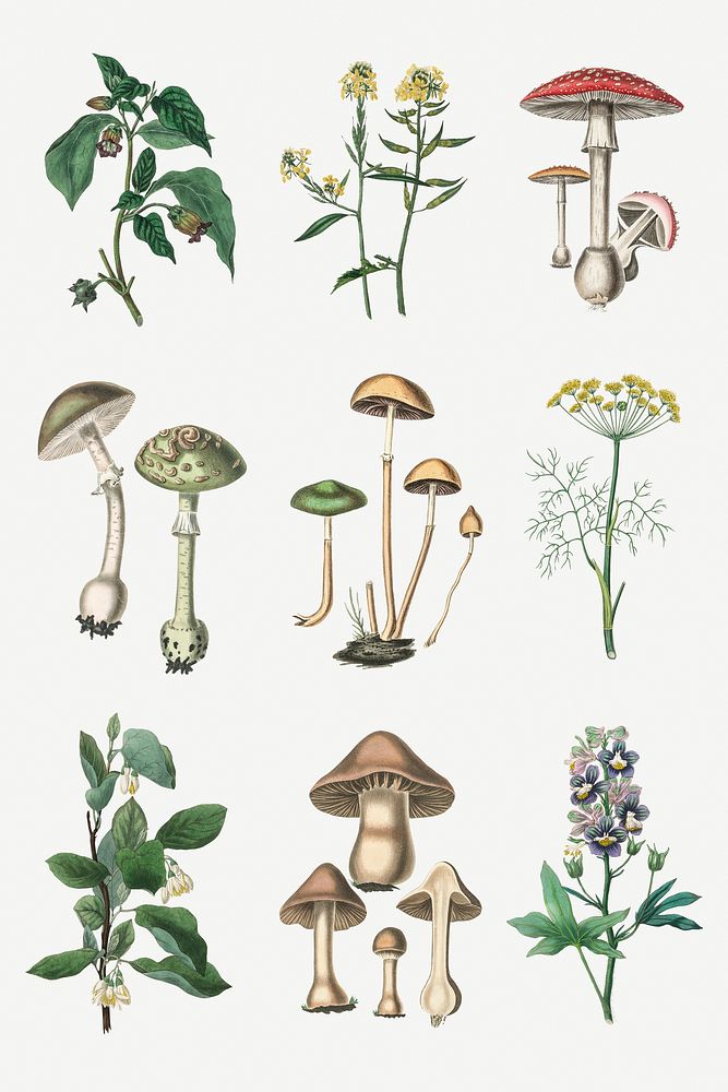 Poisonous mushrooms psd vintage illustration pack