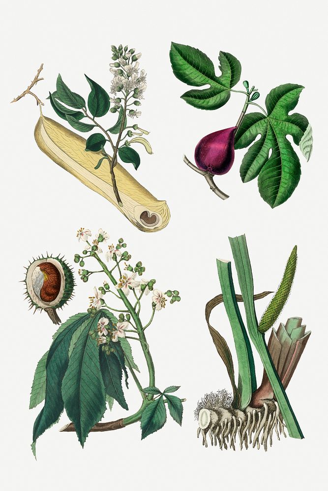 Psd medial botany antique illustration pack