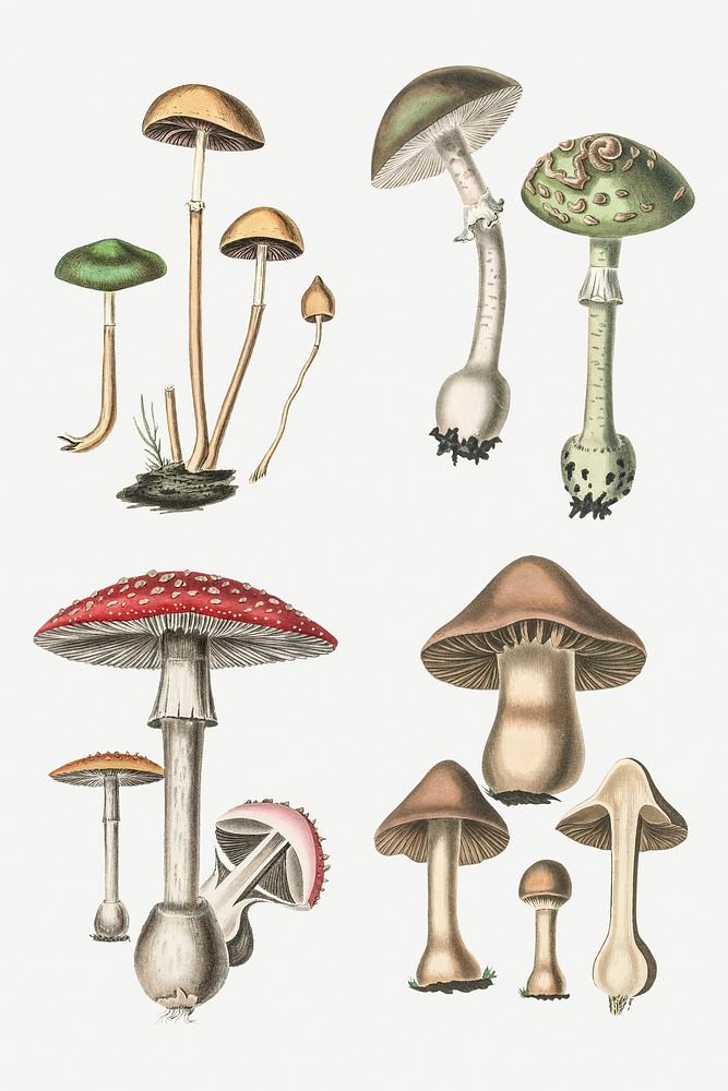 Various mushrooms psd collection illustration