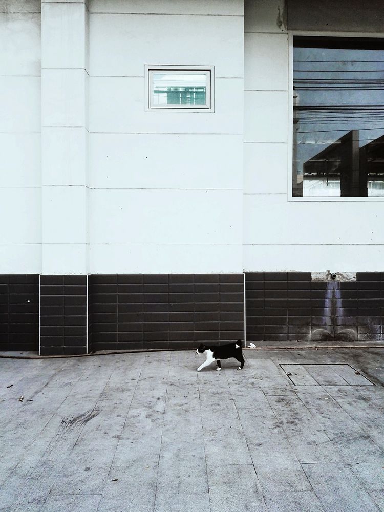 Homeless Cat Walking City Concept