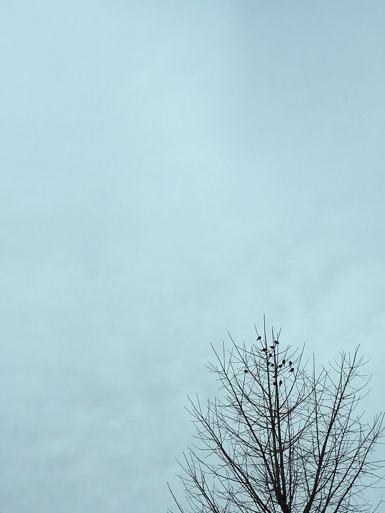 Sky with dry branch in winter season
