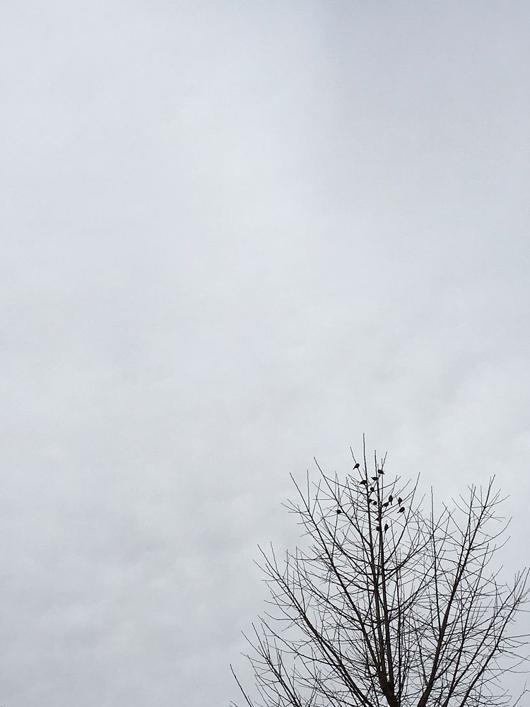 Flock of birds on tree tips with cloudy sky