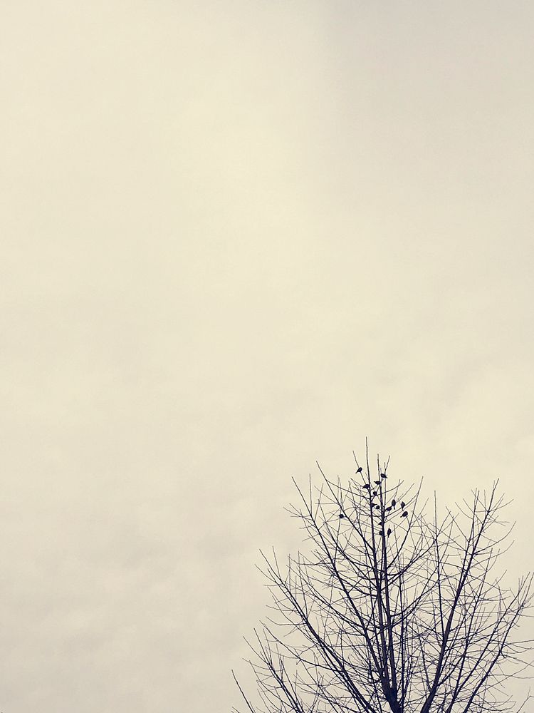 Dry Branches of Tree with Cloudy Sky