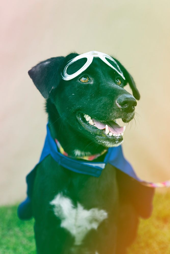 Black Dog Wear Superhero Costume Free Photo rawpixel