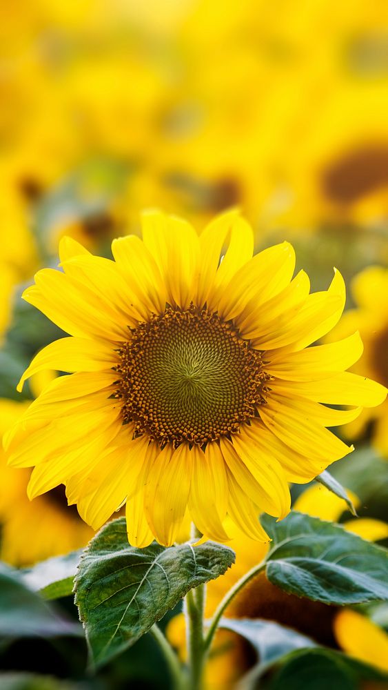 Sunflower phone wallpaper spring background, beautiful HD image