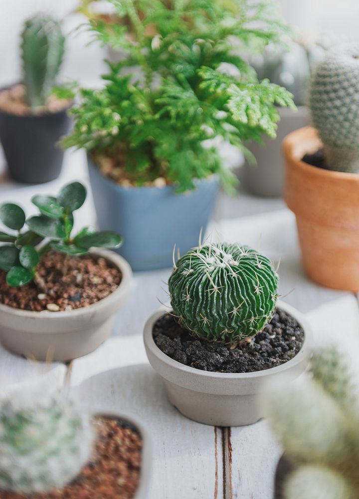 Cactus Pot Home Plants Concept