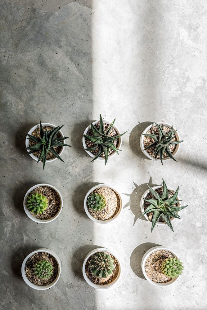 Cactus Pot Home Plants Concept