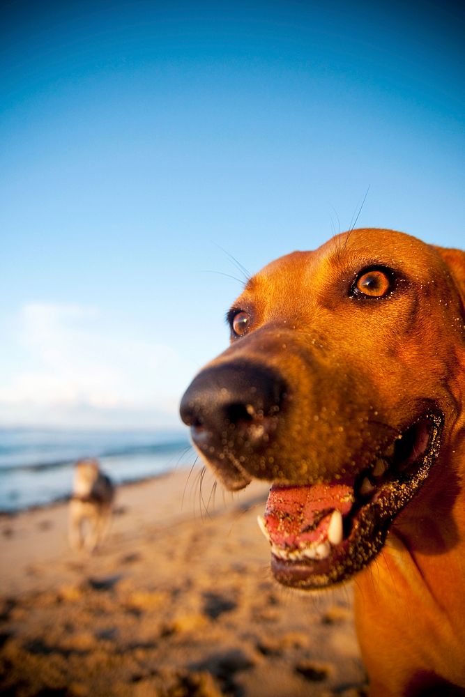 Dog on a beach in Samoa