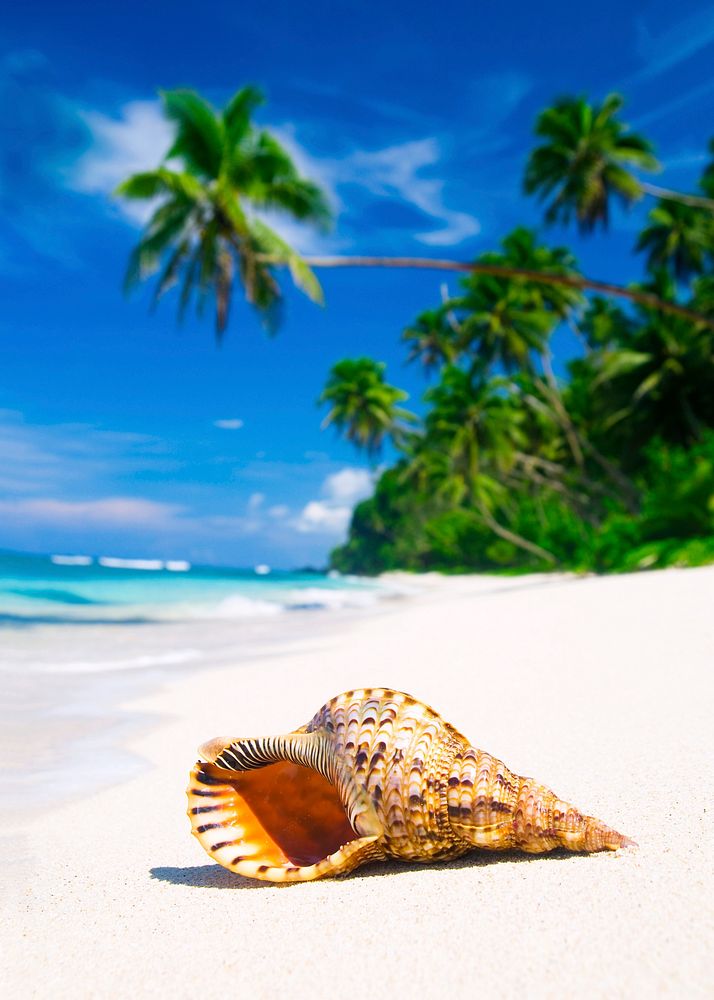 Shell on tropical beach.