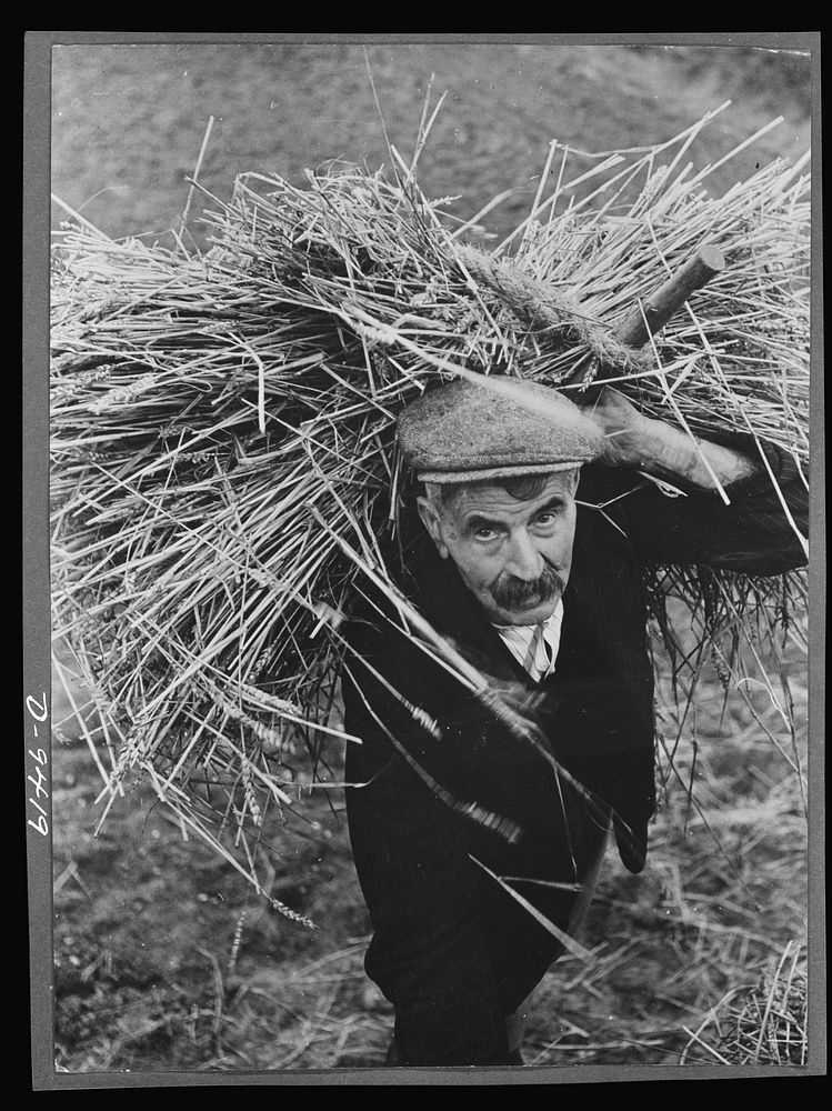 Food in Britain. Age is no obstacle to war work in Britain. Harry Kind, a sergeant during the Boer War, now seventy-one…