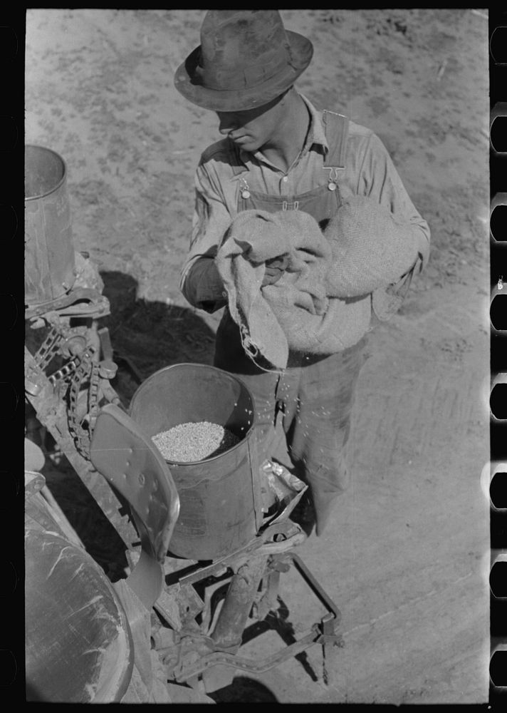 Day laborer filling planter hopper with kaffir corn seed, large farm near Ralls, Texas by Russell Lee