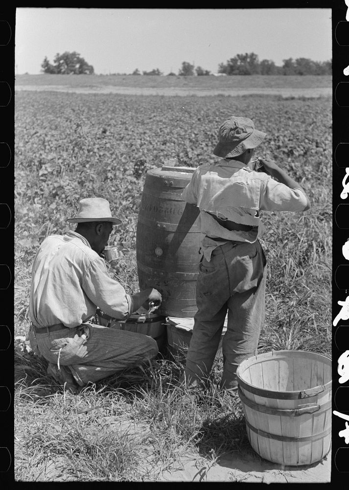  agricultural day laborer getting a drink of water in string bean field near Muskogee, Oklahoma by Russell Lee