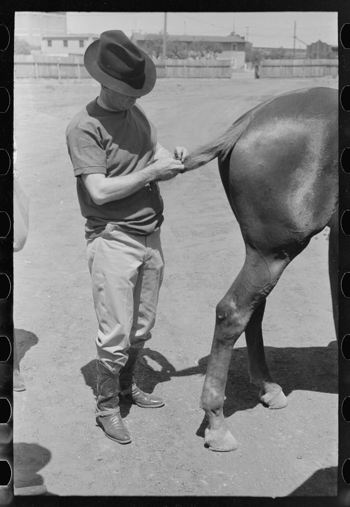 Braiding horse's tail before polo match, Abilene, Texas by Russell Lee