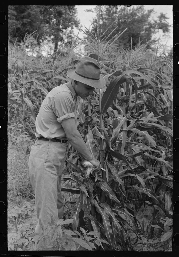 Stripping sweet corn from the stalk on farm near Muskogee, Oklahoma by Russell Lee