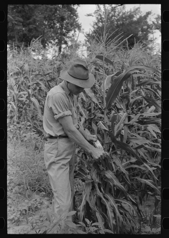 [Untitled photo, possibly related to: Stripping sweet corn from the stalk on farm near Muskogee, Oklahoma] by Russell Lee