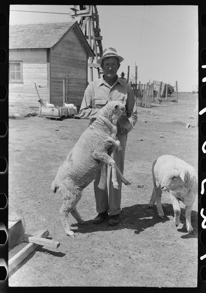 FSA (Farm Security Administration) client feeding sheep near Hoxie, Kansas by Russell Lee