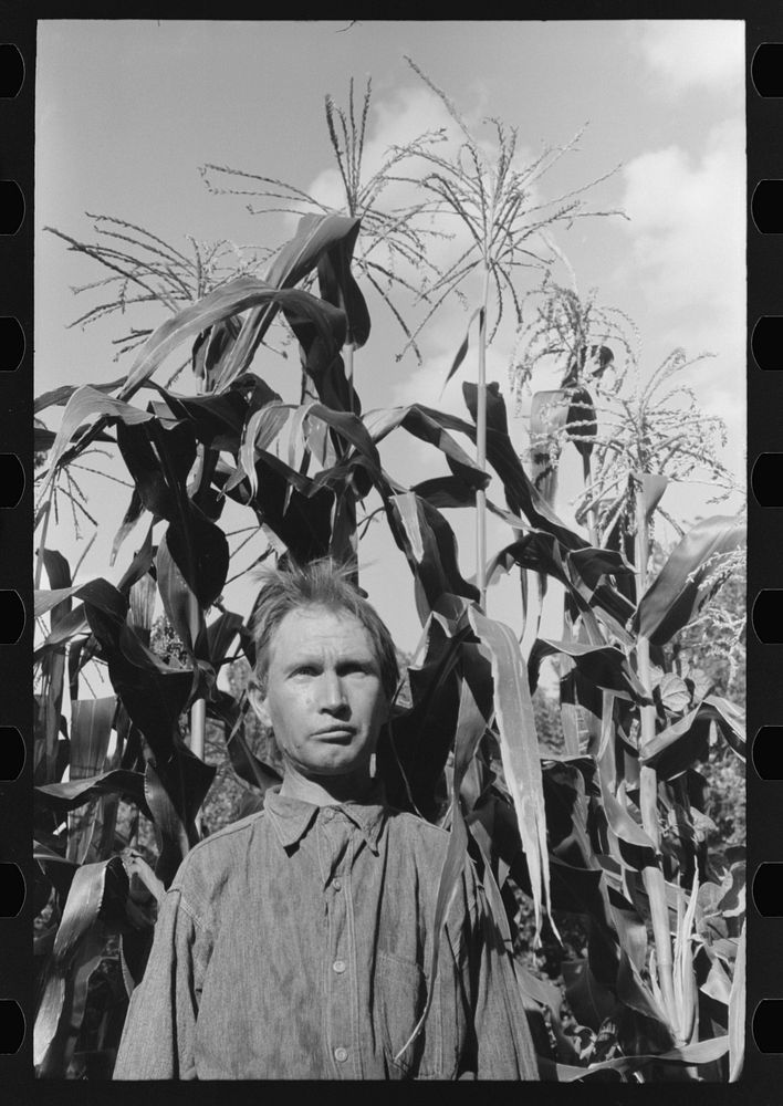 Agricultural day laborer standing in corn which he grew near his tent home in community camp, Oklahoma City, Oklahoma by…