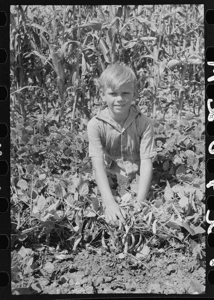 Child of Ernest W. Kirk, Jr., Ordway, Kansas, holding back the string bean vines on the farm by Russell Lee