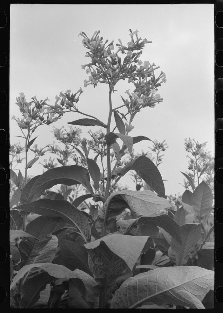 Flowering tobacco near Berlin, Connecticut by Russell Lee