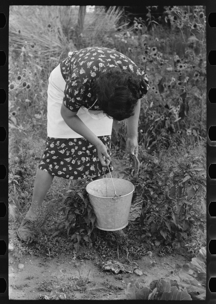 Spanish-American FSA (Farm Security Administration) client picking chili peppers in her garden, Taos County, New Mexico by…