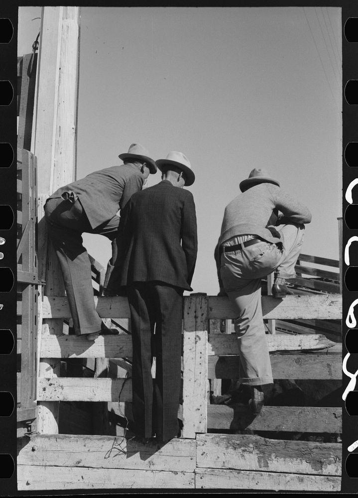 West Texas cattlemen looking over the cattle which are offered for sale, stockyards, San Angelo, Texas by Russell Lee