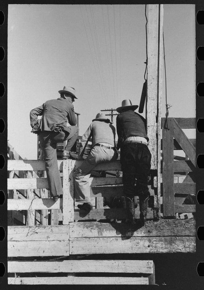 [Untitled photo, possibly related to: West Texas cattlemen looking over the cattle which are offered for sale, stockyards…