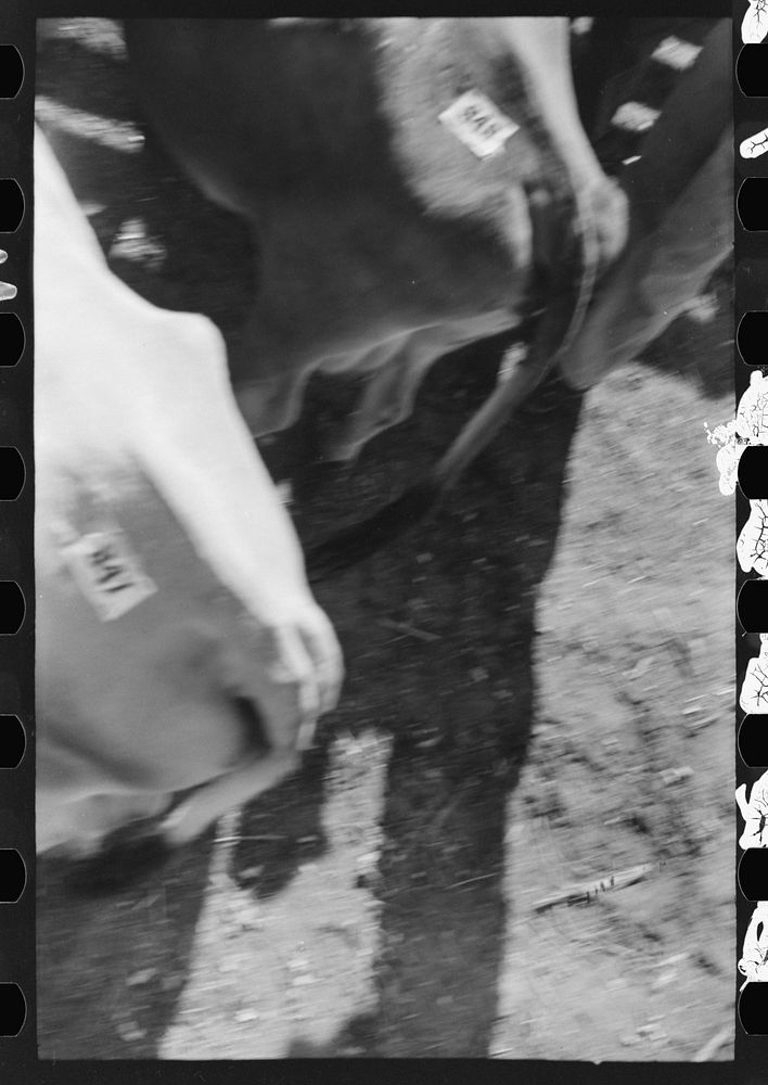 [Untitled photo, possibly related to: Cattle which will be sold at auction in pens at stockyards, San Angelo, Texas] by…