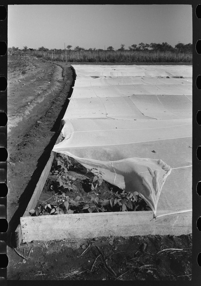 [Untitled photo, possibly related to: Corner of frame garden on truck farm near San Angelo, Texas] by Russell Lee