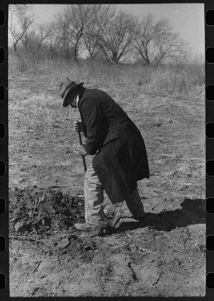 [Untitled photo, possibly related to: Pomp Hall,  tenant farmer, digging a hole in the ground to see how far down the…
