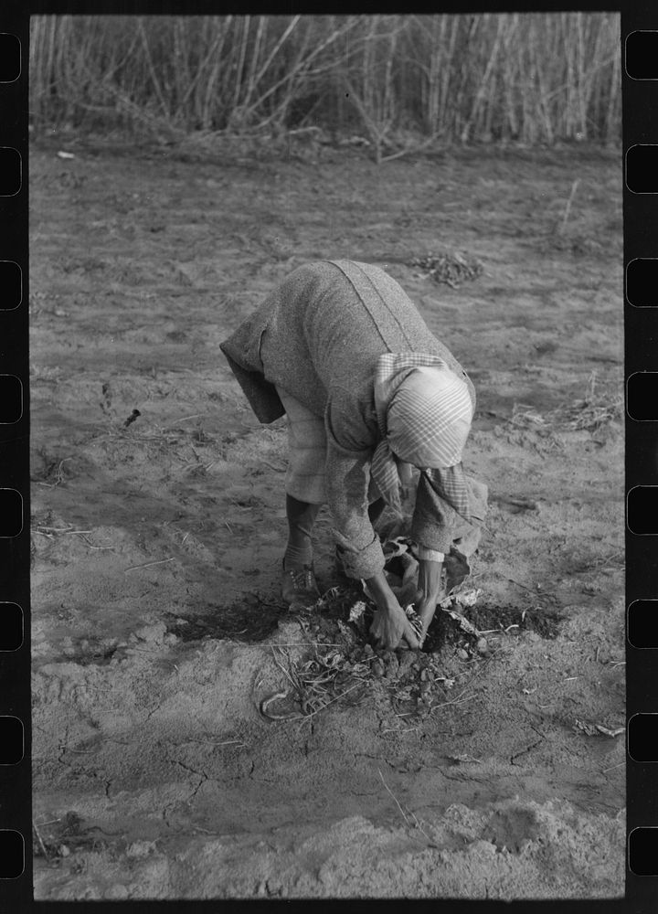 Wife of Pomp Hall,  tenant farmer, pulling turnips, Creek County, Oklahoma. See general caption number 23 by Russell Lee