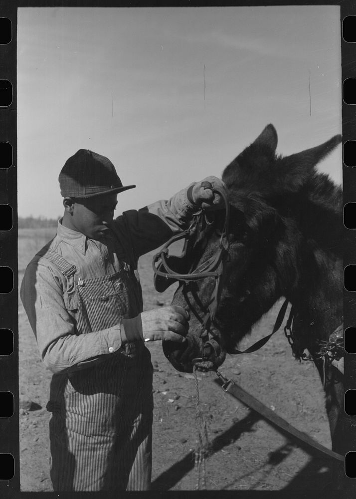 [Untitled photo, possibly related to: Son of Pomp Hall,  tenant farmer, unharnessing mule on his father's farm, Creek…