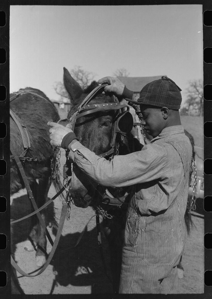 Son of Pomp Hall,  tenant farmer, unharnessing mule on his father's farm, Creek County, Oklahoma. See general caption number…