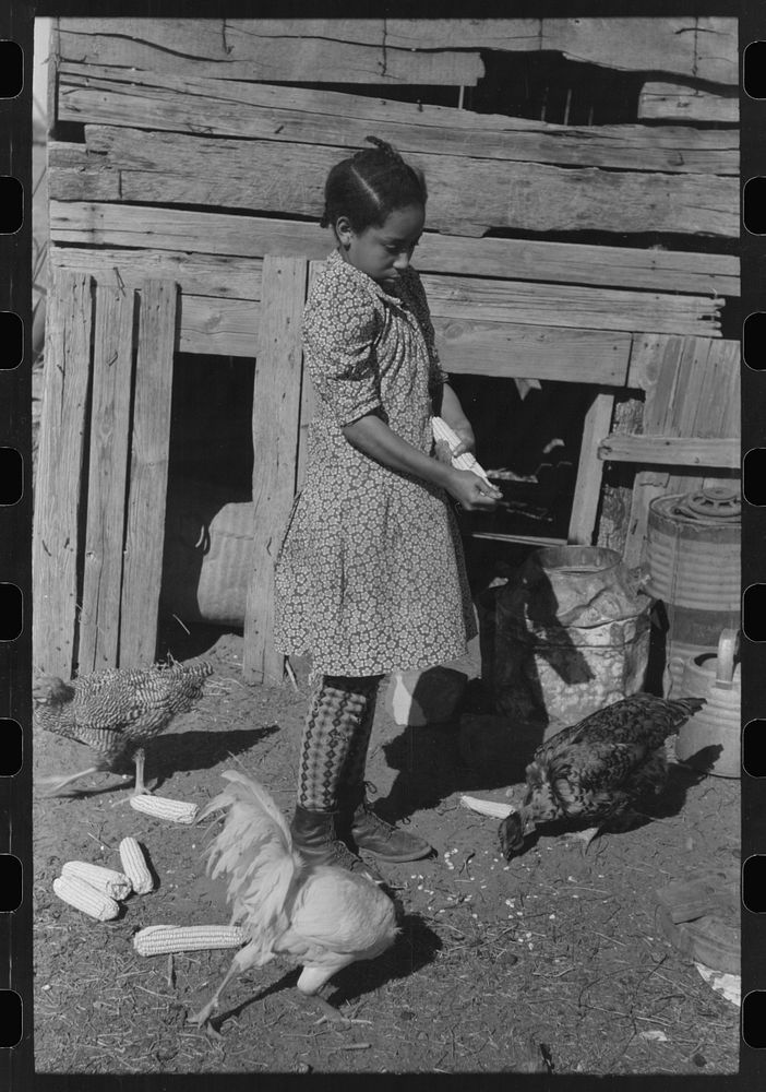 Daughter of Pomp Hall,  tenant farmer, feeding corn to her three chickens which were her 4-H Club project, Creek County…