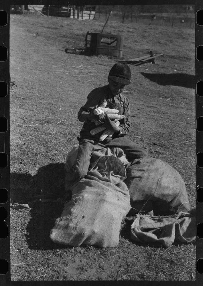 [Untitled photo, possibly related to: Son of Pomp Hall,  tenant farmer, eating  walnuts which were grown on their farm in…