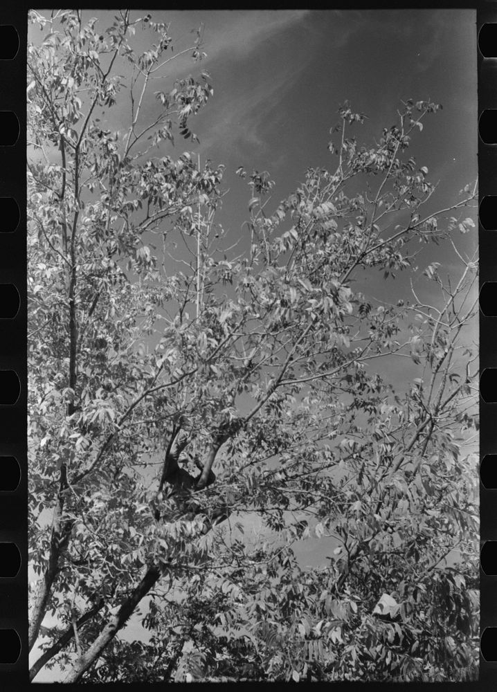 [Untitled photo, possibly related to: Knocking pecans out of tree, San Angelo, Texas] by Russell Lee