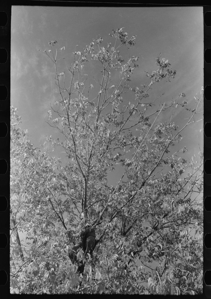 [Untitled photo, possibly related to: Knocking pecans out of tree, San Angelo, Texas] by Russell Lee