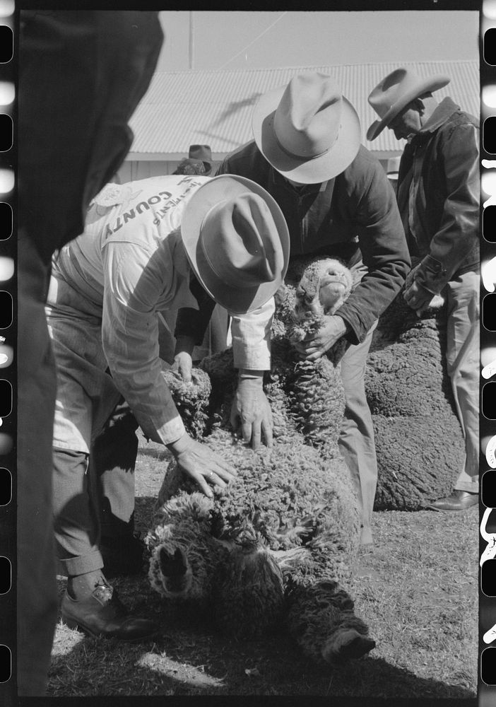 Judging sheep at the San Angelo Fat Stock Show, San Angelo, Texas by Russell Lee