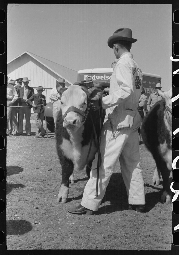 [Untitled photo, possibly related to: Men watching the judging of Hereford steers at the San Angelo Fat Stock Show, San…