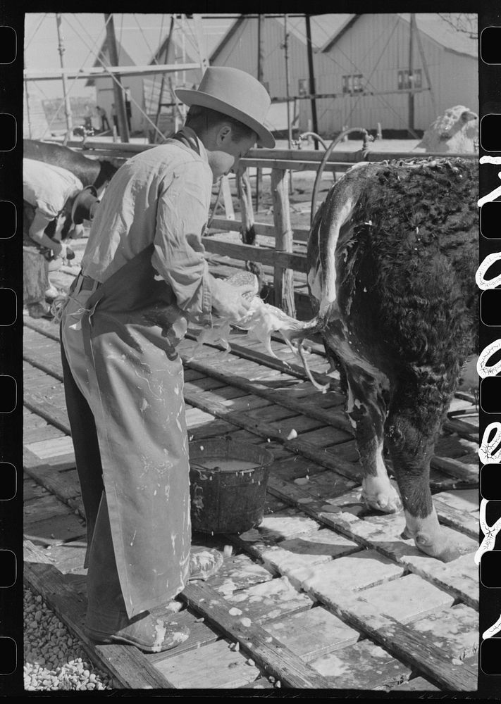 Washing Hereford steer's tail before he enters show ring at the San Angelo Fat Stock Show, San Angelo, Texas by Russell Lee