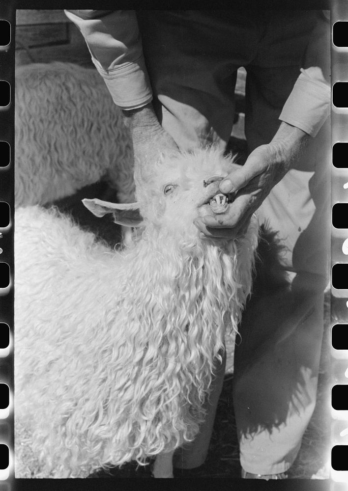 Looking at goat's teeth to determine its age on ranch of rehabilitation borrower, Kimble County, Texas by Russell Lee