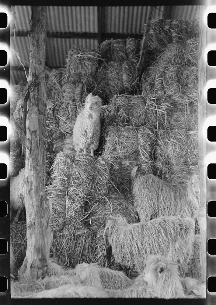 [Untitled photo, possibly related to: Goats in the hay barn on ranch of rehabilitation borrower in Kimble County, Texas] by…
