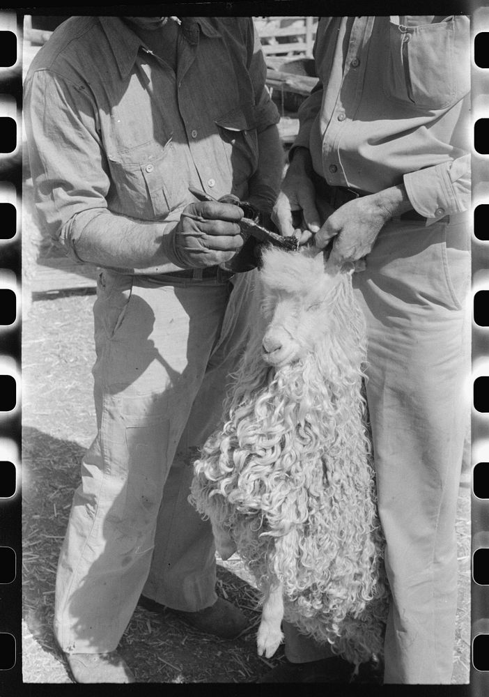 Rehabilitation borrower painting horns of goat on his ranch. Belongs to FSA (Farm Security Administration). Kimble County…