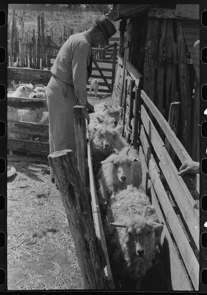 Herding goats through a runway which leads to the shearing pen on the ranch of a rehabilitation borrower in Kimble County…