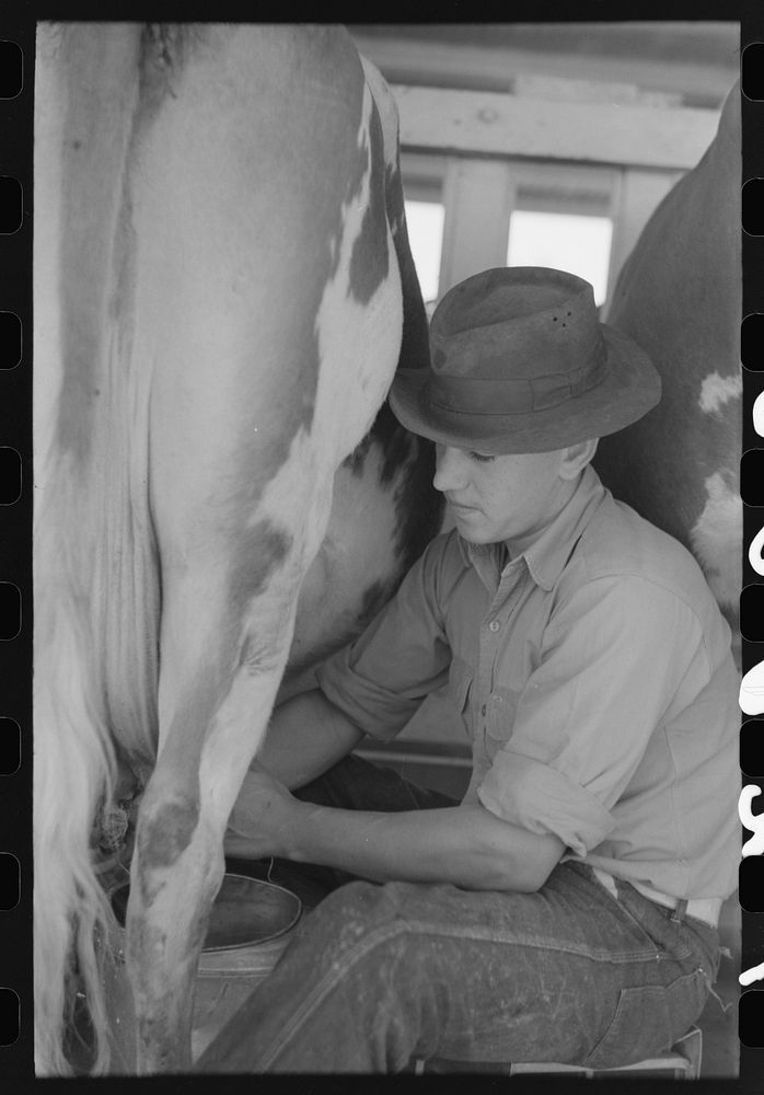 Milking at the dairy of the Casa Grande Valley Farms, Pinal County, Arizona by Russell Lee