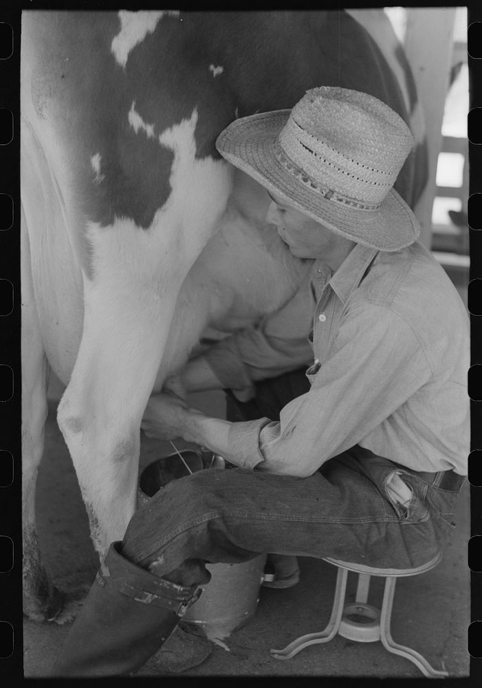 Milking at the dairy of the Casa Grande Valley Farms, Pinal County, Arizona by Russell Lee