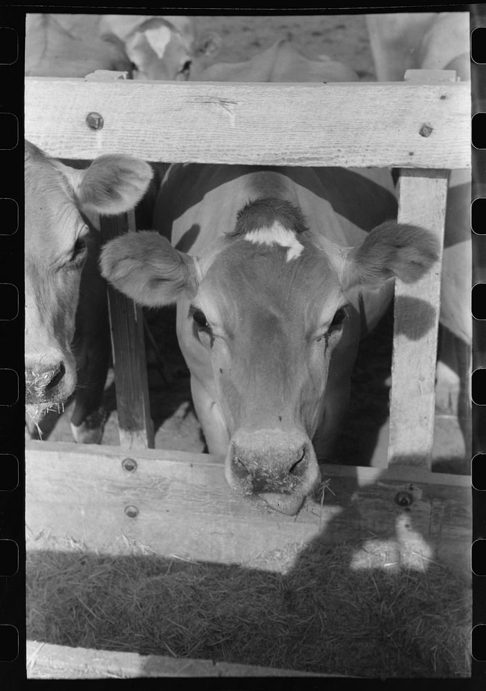 Dairy cow at Casa Grande Valley Farms, Pinal County, Arizona by Russell Lee