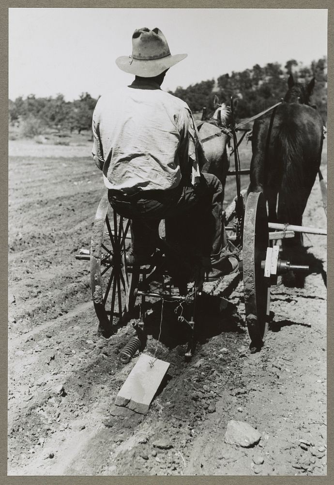 Faro Caudill planting beans. The block of wood dragging after the planter is a homemade contrivance for smoothing out soil…