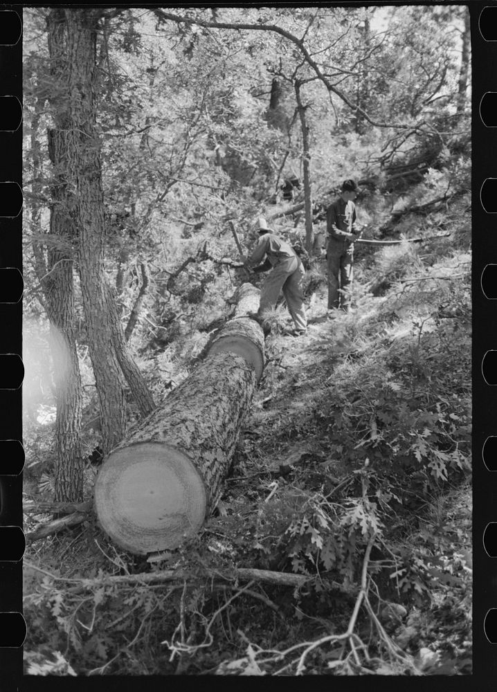 [Untitled photo, possibly related to: Felled tree which has been cut into logs for making ties. Pie Town, New Mexico] by…